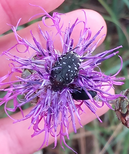 Oxythyrea funesta - sokpettyes virágbogár