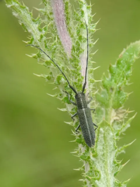 Agapanthia cardui - sávos bogáncscincér