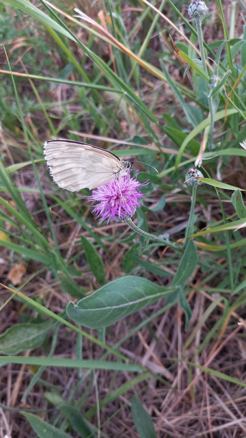 Melanargia galathea - sakktáblalepke