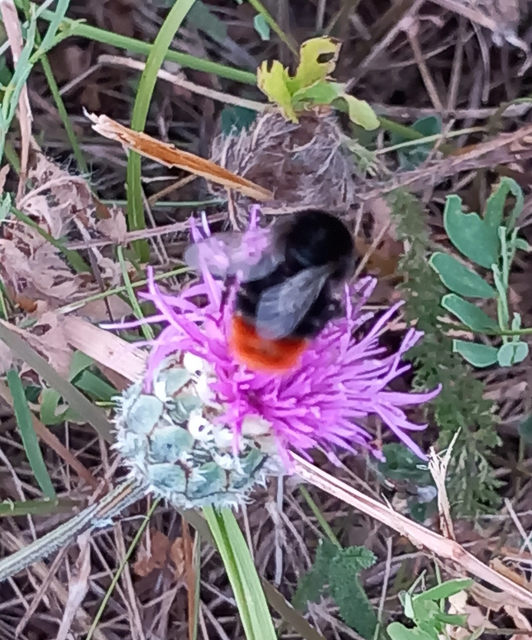 Bombus - poszméhek