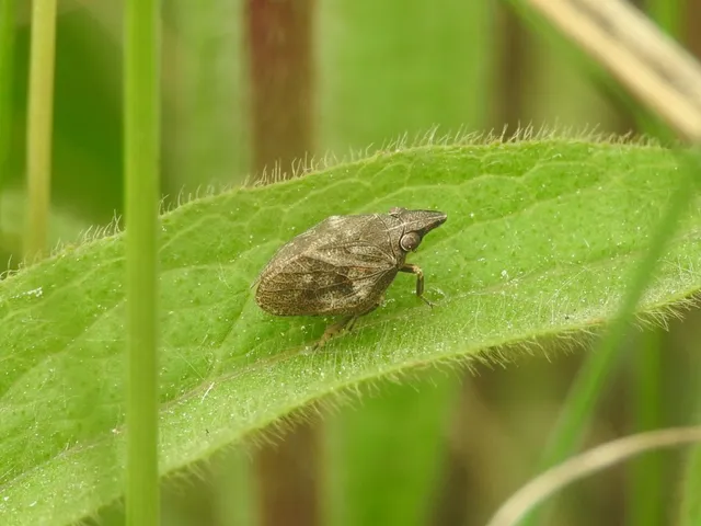 Mycterodus