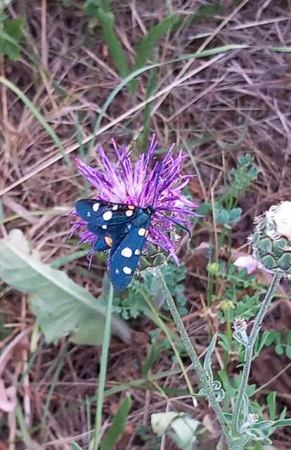 Zygaena ephialtes - változékony csüngőlepke