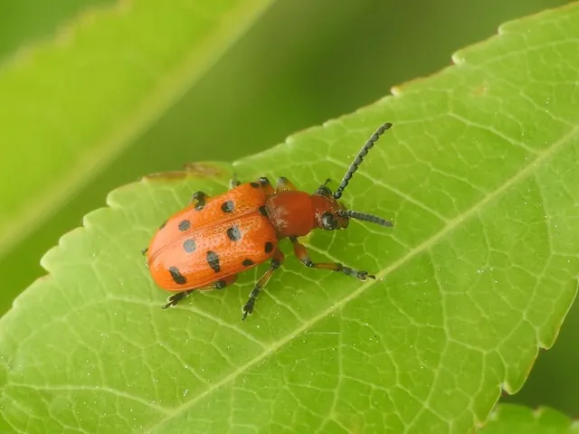 Crioceris duodecimpunctata - tizenkétpontos spárgabogár