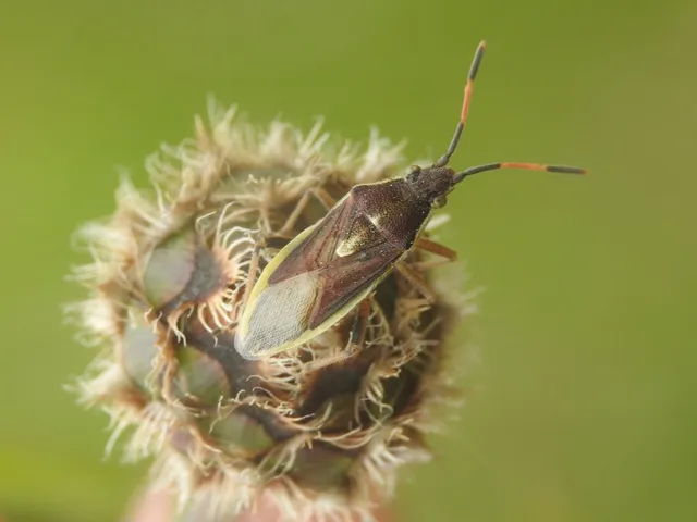 Maccevethus