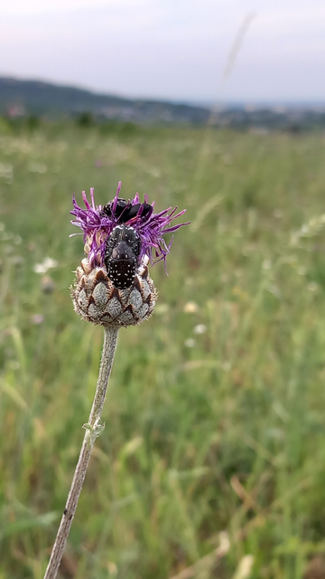 Oxythyrea funesta - sokpettyes virágbogár