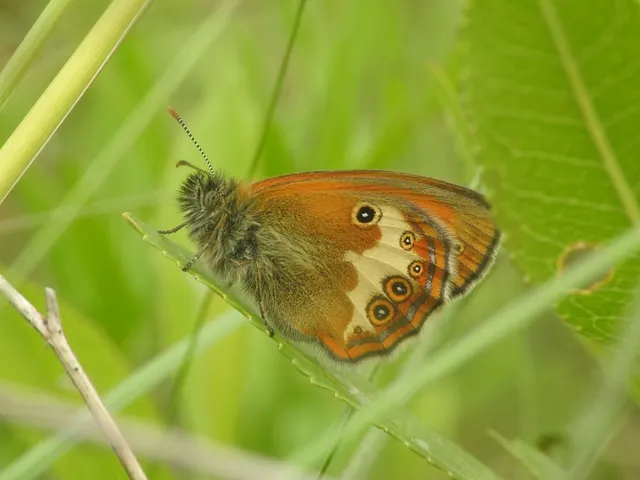 Coenonympha arcania - fehéröves szénalepke