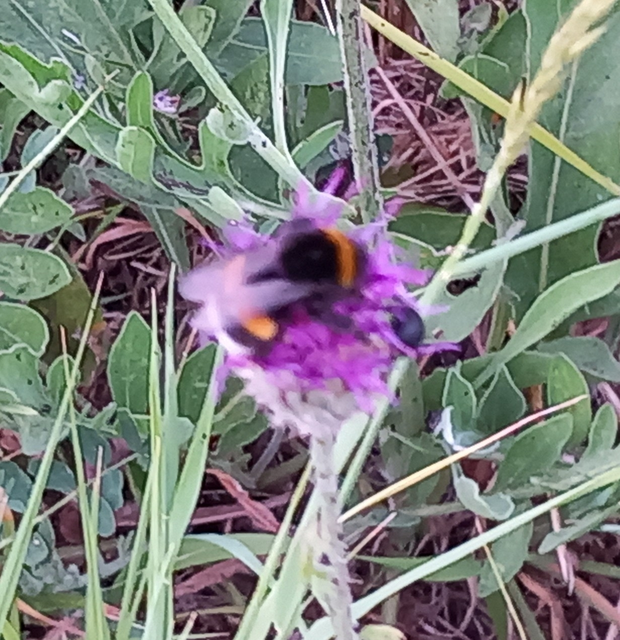 Bombus - poszméhek