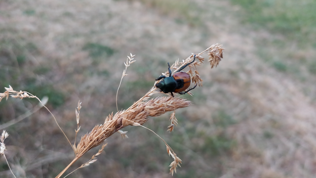 Anisoplia austriaca - osztrák szipoly