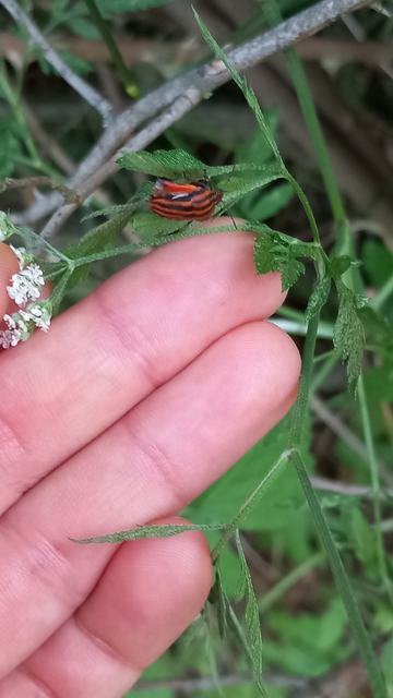 Graphosoma italicum - csíkos pajzsospoloska