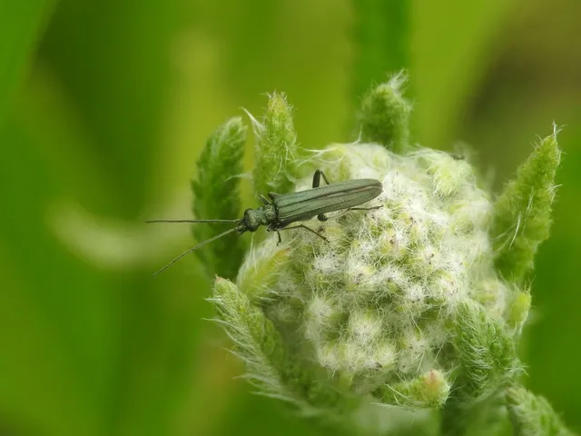 Oedemera