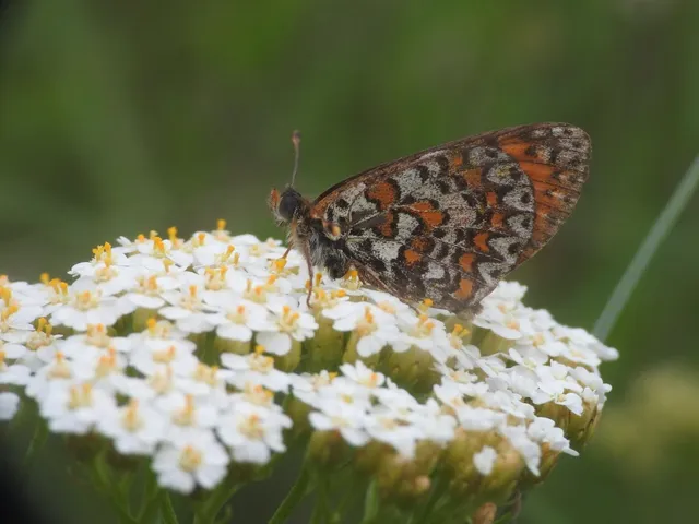 Melitaea trivia - kis tarkalepke