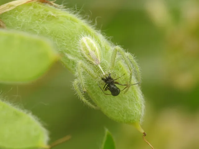 Heriaeus oblongus