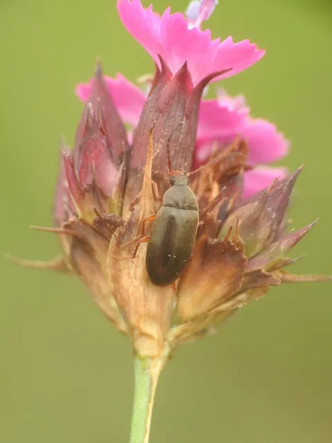 Isomira antennata - vastagcsápú alkonybogár