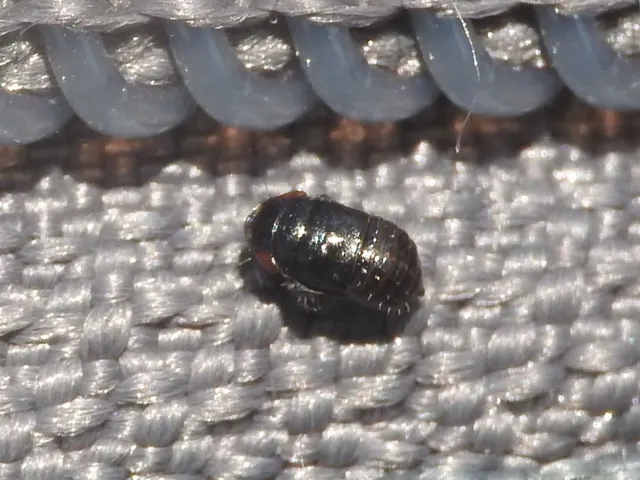 Penthimia nigra - fekete kabóca Penthimia nigra - fekete kabóca