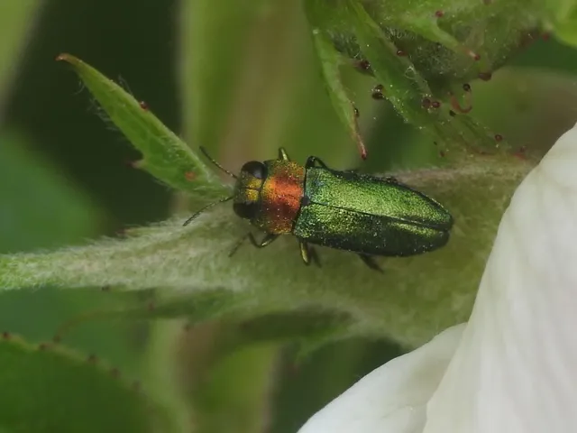 Anthaxia nitidula - ragyogó virágdíszbogár