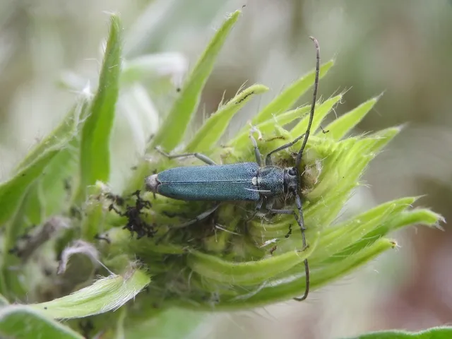 Phytoecia coerulescens - kígyósziszcincér