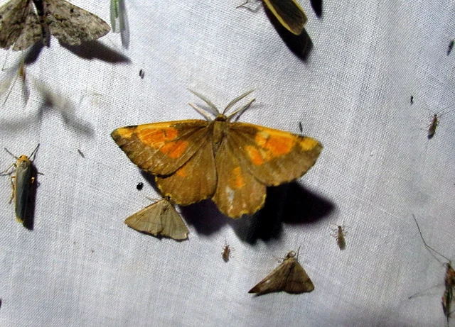 Angerona prunaria - sárga kökényaraszoló
