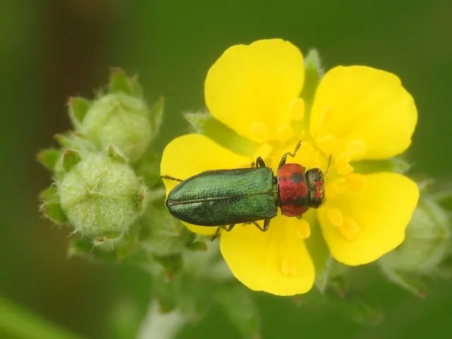 Anthaxia signaticollis - keleti virágdíszbogár