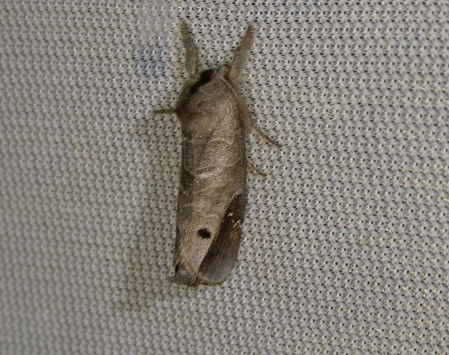Clostera anachoreta - tarka levélszövő