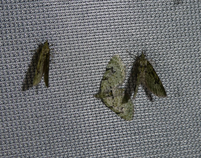 Chloroclystis v-ata - zöldes törpearaszoló