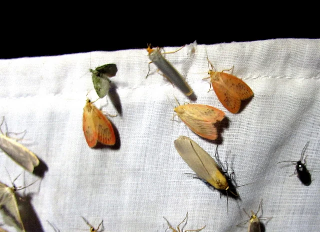 Chloroclystis v-ata - zöldes törpearaszoló