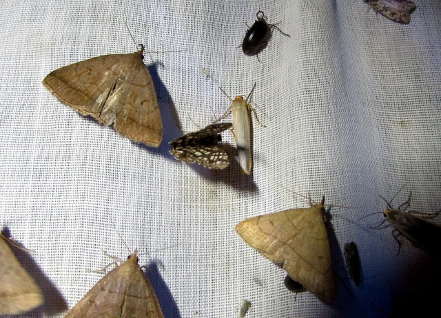 Chiasmia clathrata - rácsos rétiaraszoló
