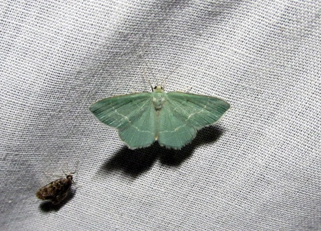 Chlorissa cloraria - sárgászöld araszoló