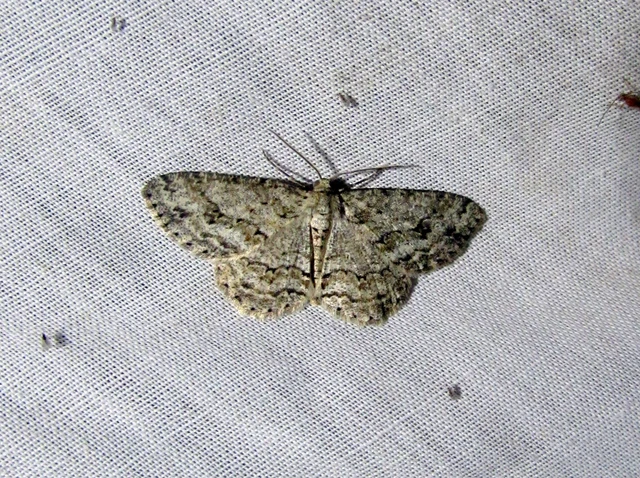 Ectropis crepuscularia - avararaszoló