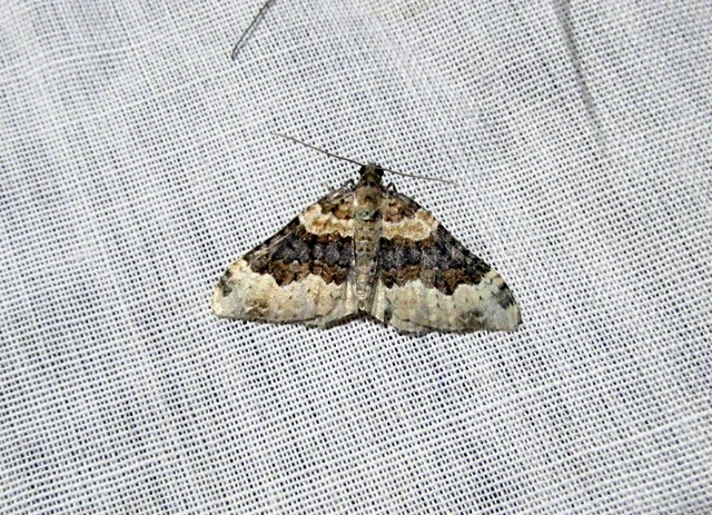 Epirrhoe galiata - sávos galajaraszoló