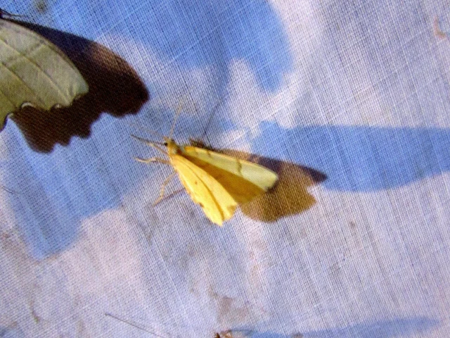 Eulithis pyraliata - sárga galajaraszoló