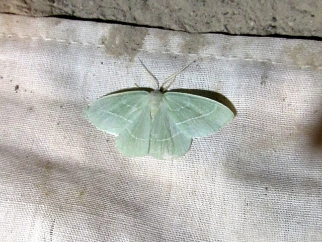 Hemistola chrysoprasaria - kékes zöldaraszoló
