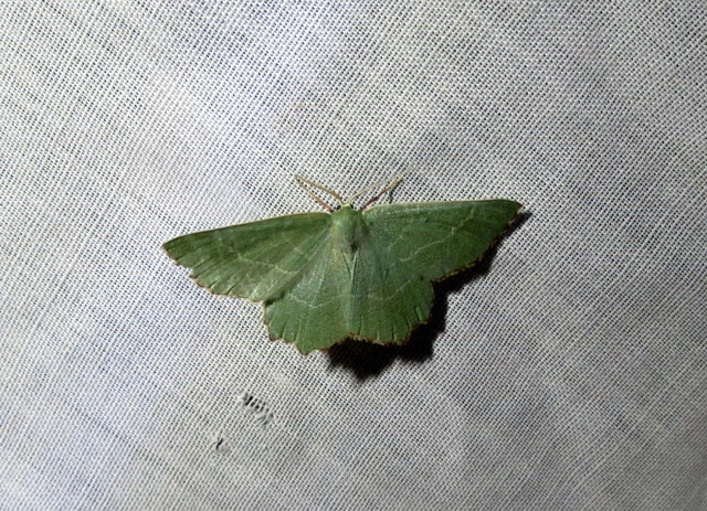 Hemithea aestivaria - nyír-zöldaraszoló