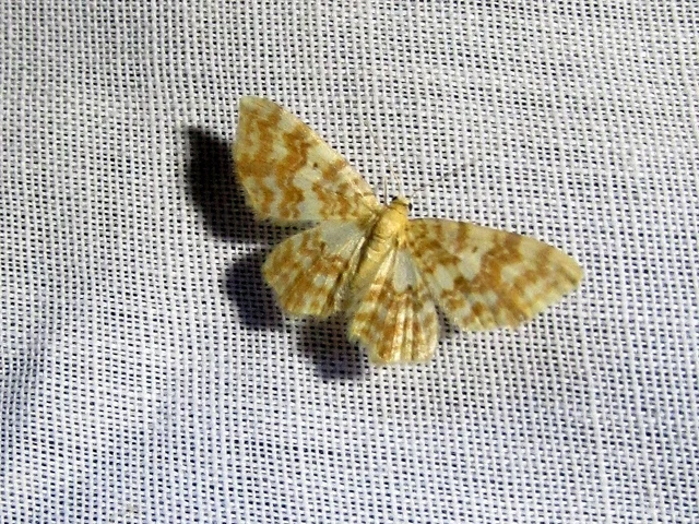 Hydrelia flammeolaria - narancssárga araszoló