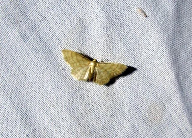 Idaea dilutaria - napvirág-apróaraszoló