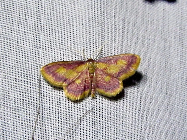 Idaea muricata - mocsári pirosaraszoló