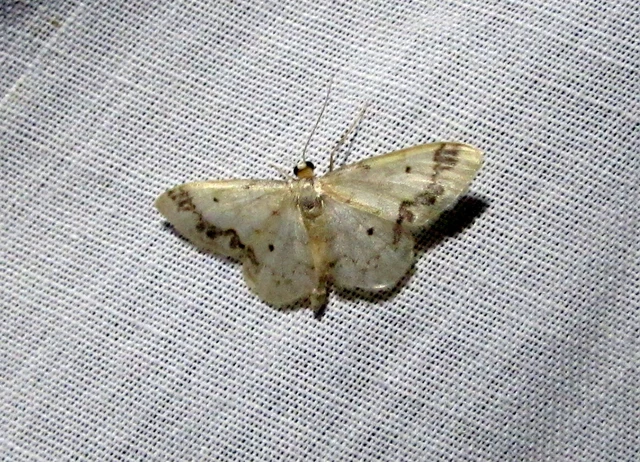 Idaea trigeminata - csúcsfoltos apróaraszoló