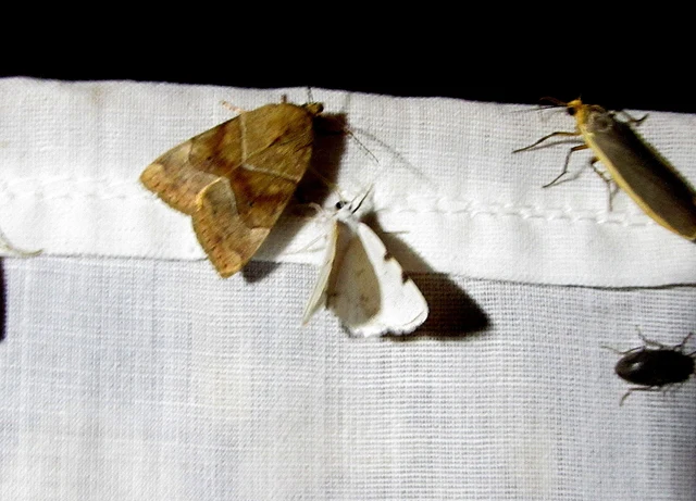 Lomographa bimaculata - kétpontos fehéraraszoló