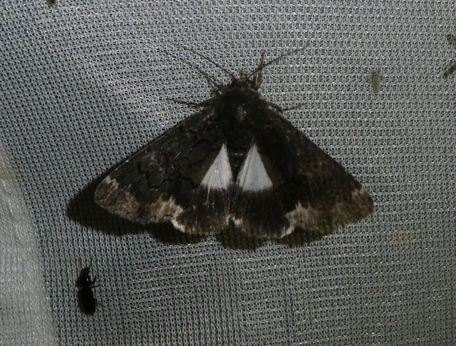 Catephia alchymista - fekete övesbagoly