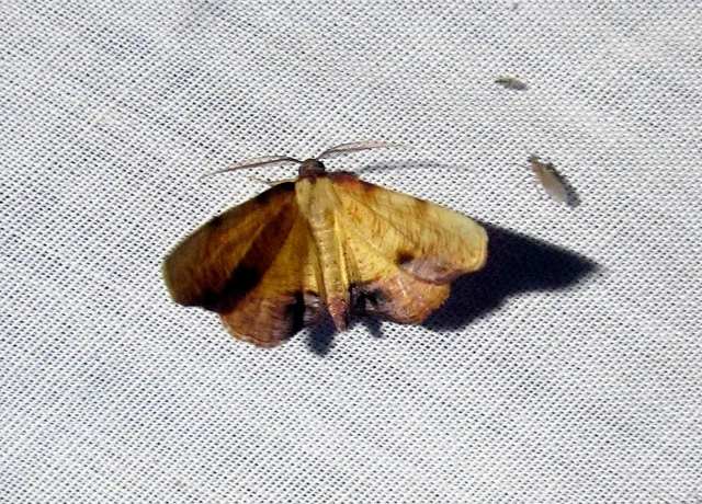 Plagodis dolabraria - baltaszárnyú araszoló