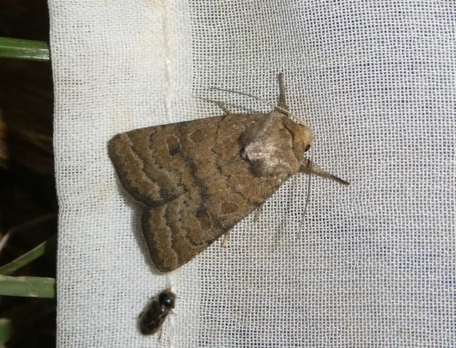 Hoplodrina octogenaria - barna selymesbagoly