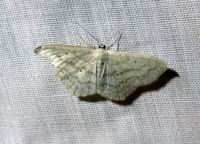 Scopula nigropunctata - feketepettyes araszoló