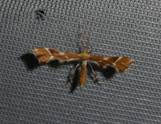 Cnaemidophorus rhododactyla - rózsabogyó-tollasmoly