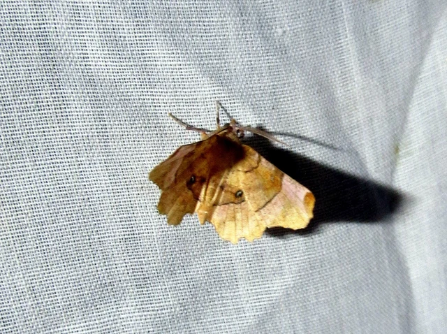 Selenia lunularia - egyfoltos holdasaraszoló