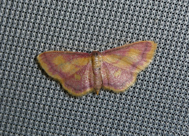 Idaea muricata - mocsári pirosaraszoló