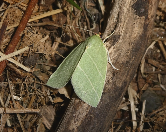 Bena bicolorana - tölgyfa-zöldbagoly