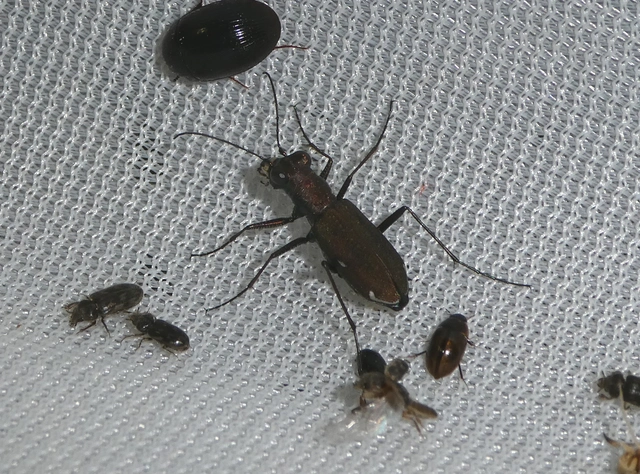 Cylindera germanica - parlagi homokfutrinka