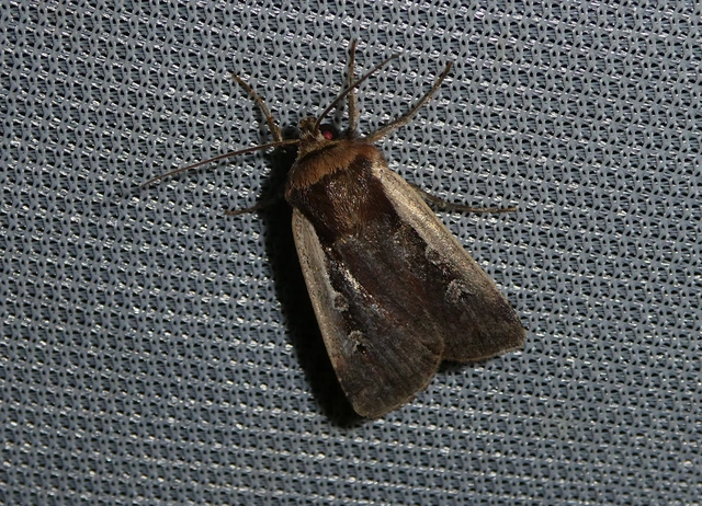 Ochropleura plecta - fehérszegélyű fűbagoly