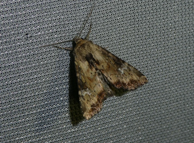 Loscopia scolopacina - csinos dudvabagoly