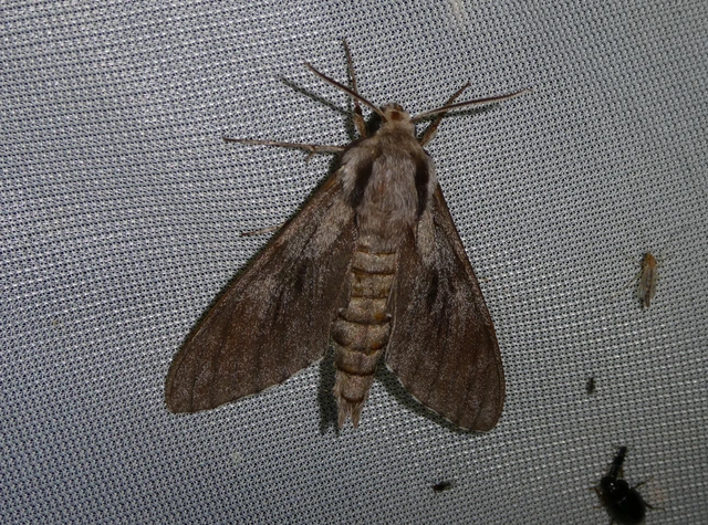 Hyloicus pinastri - fenyőszender