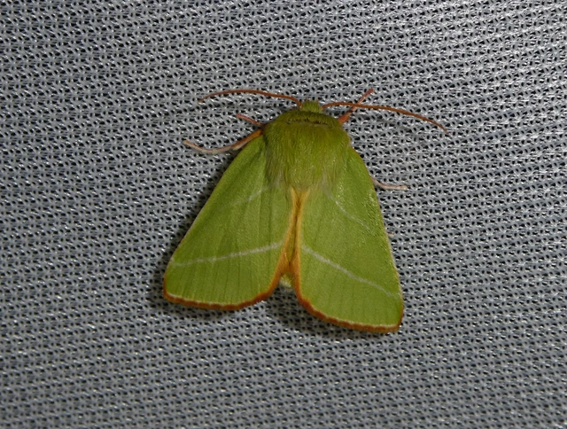 Pseudoips prasinana - bükkfa-zöldbagoly
